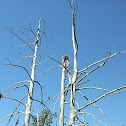 Osprey or Bald Eagle Nest