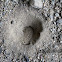 Antlion sand pit trap