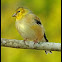 American Goldfinch