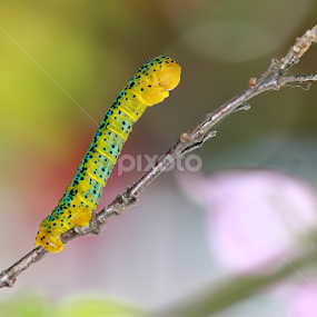 by Surya D Jas - Animals Other