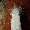 White flannel moth