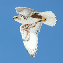 Ferruginous Hawk