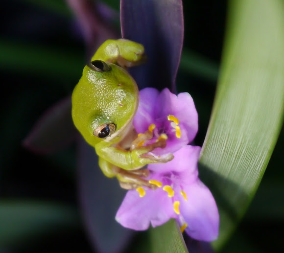 Green Tree Frog Project Noah