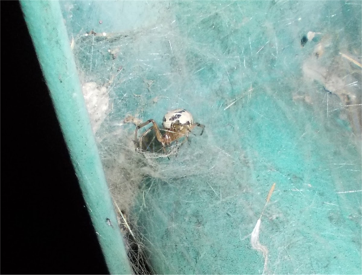 Noble false-widow spider