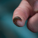 Diving beetle larva