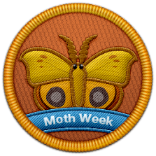 Moth Week 2013