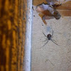 Female black widow spider