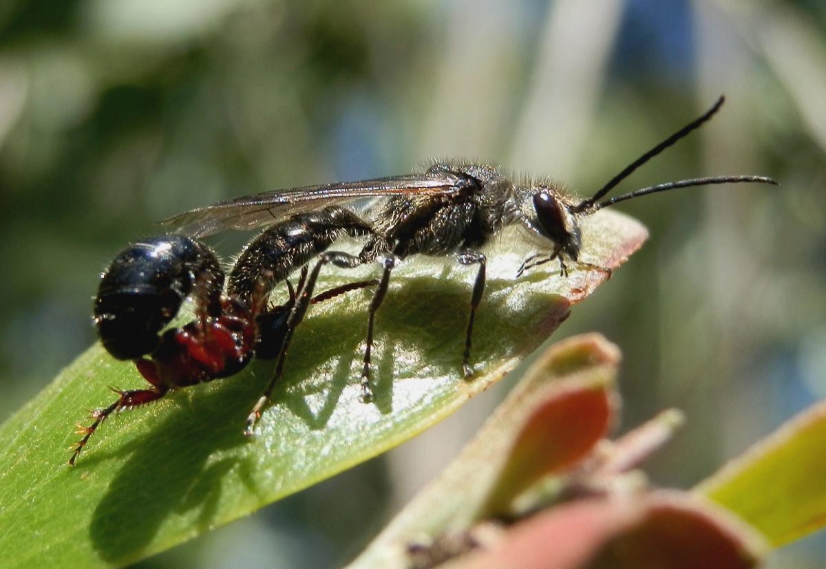 Black Flower Wasp - male & female