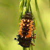 Asian multicolored lady beetle