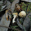 small mushroom?