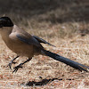 Azure-winged Magpie; Rabilargo
