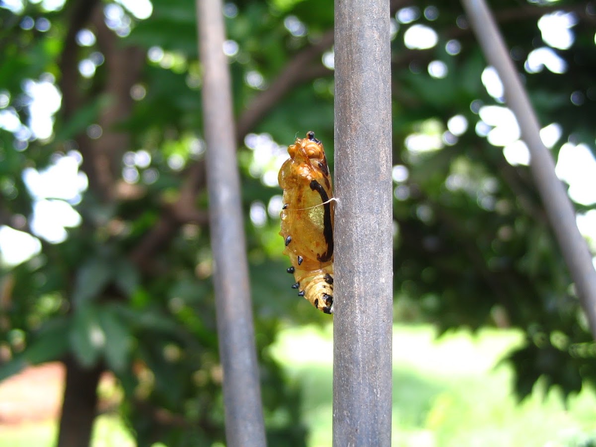Parasited pupa