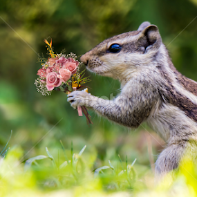 Squirrel by Raj Nandi - Animals Other