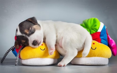 Q Puppy Live Wallpaper Screenshots 6