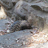 Short-beaked echidna