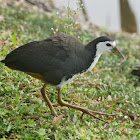 White-breasted Waterhen