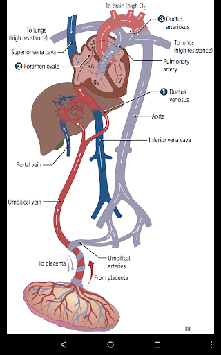 【免費醫療App】First Aid USMLE Step 1 2015-APP點子