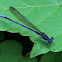 Violet Dancer damselfly (male)