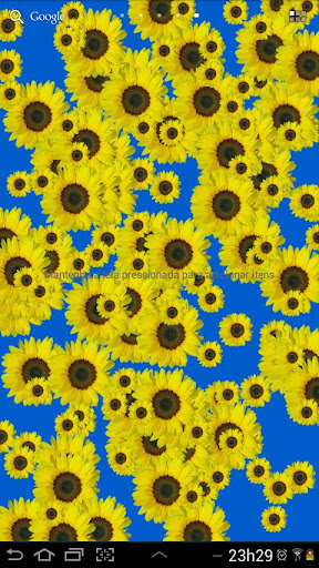 【免費個人化App】Sunflower Live Wallpaper Free-APP點子