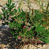 Fabaceae(Leguminosae) Pea family; Arabic name - dhafra, omayye, nafal