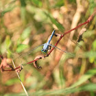 Eastern Pondhawk