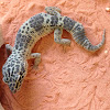 Leopard Gecko