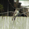 Eastern Phoebe