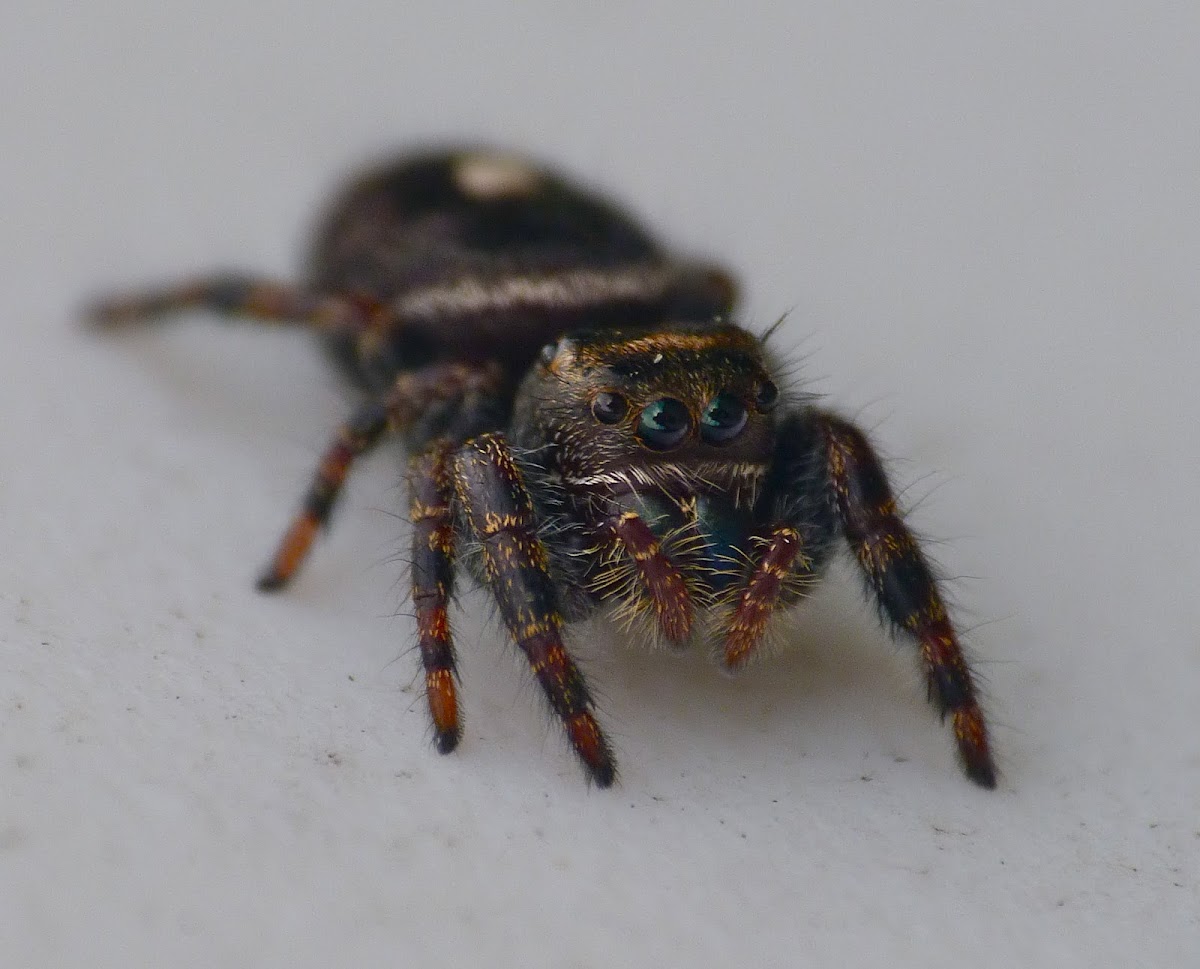 Daring jumping spider (female)