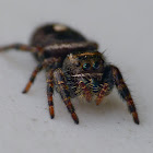Daring jumping spider (female)