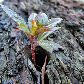 by Edson Leguth - Nature Up Close Other Natural Objects