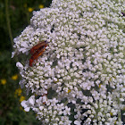 Common Red Soldier Beetle / Bonking Beetles