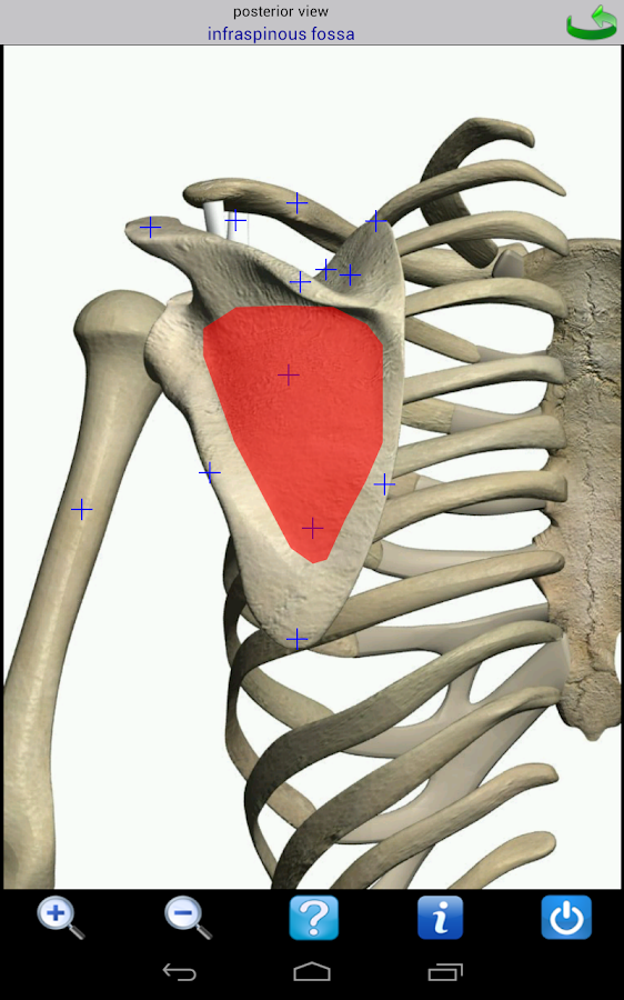 Visual Anatomy - screenshot