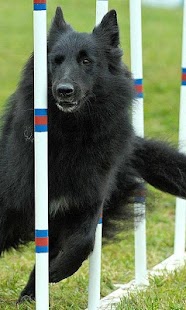 Belgian Sheepdog Wallpapers Screenshots 8