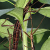 Two-lined walking stick