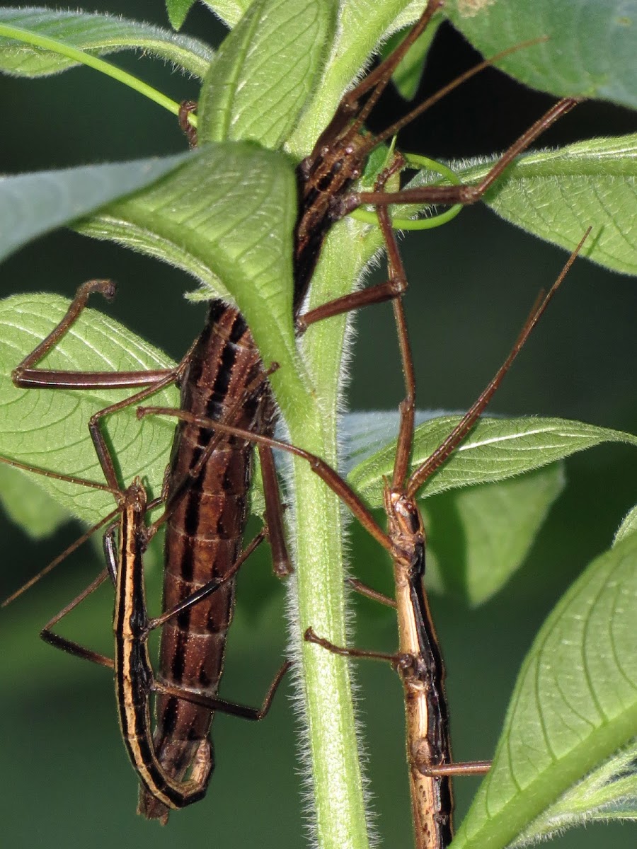 Two-lined walking stick