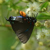 Great Purple Hairstreak