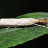Vagabond Crambus moth