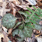 Allegheny Spurge