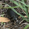 Black Caterpillar Hunter Beetle