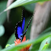 Ulysses butterfly