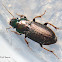Harpalus Ground Beetle