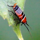 Austral Ellipsidion Cockroach nymph