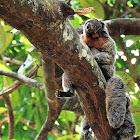 Macaco Parauacu