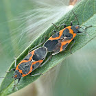 Small milkweed bugs (mating)