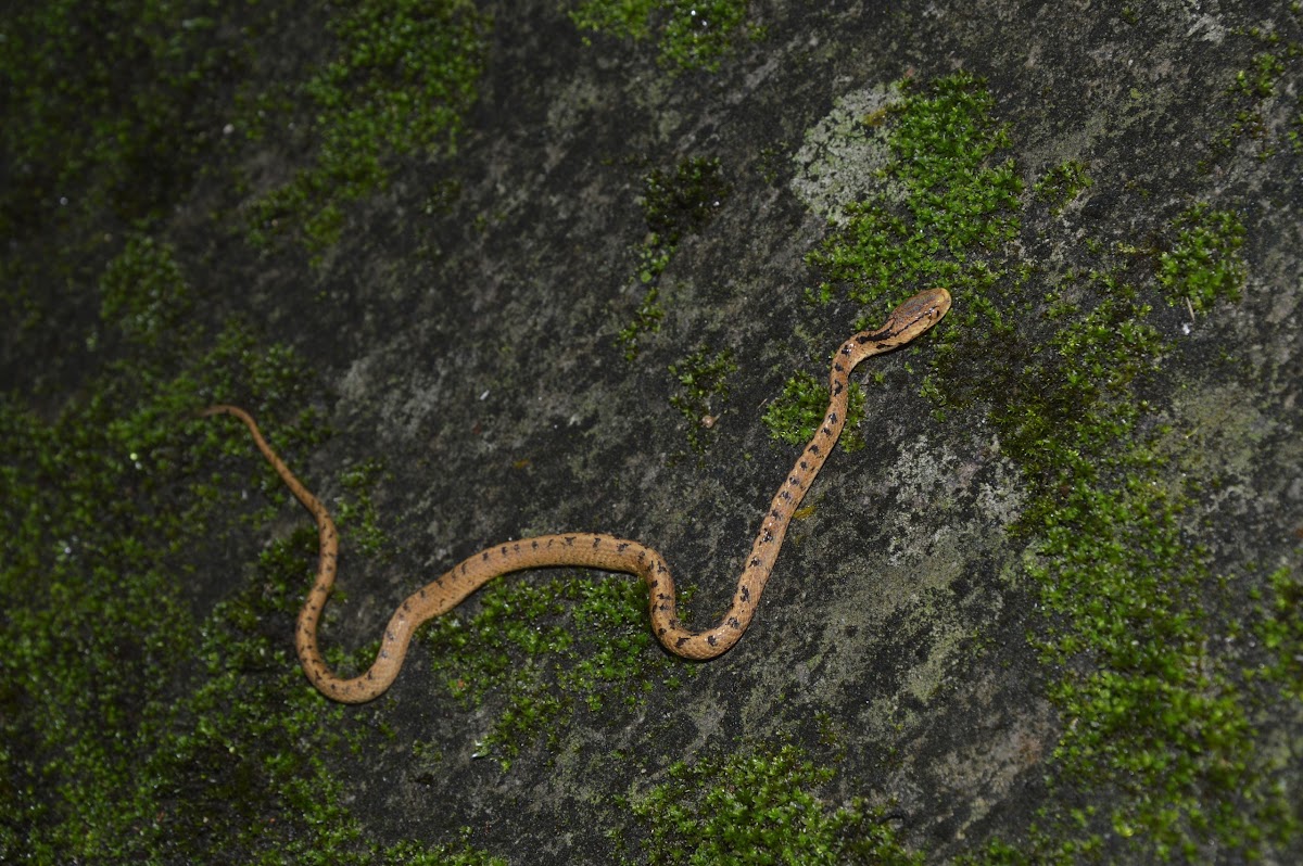 臺灣鈍頭蛇 / Formosa slug snake