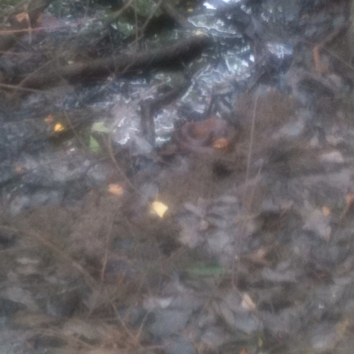 Cottonmouth / Water Moccasin Snake