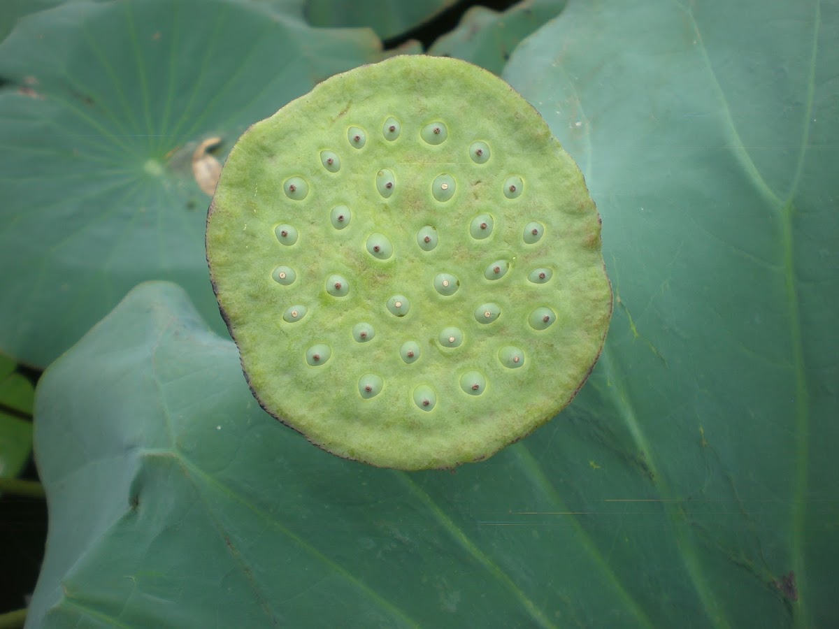 Lotus Flower Pod