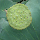 Lotus Flower Pod