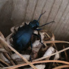 American Oil Beetle or Blister Beetle
