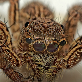 Horrible by Eko Janu - Animals Insects & Spiders